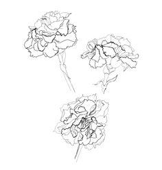 236x248 Drawn Carnation Minimal