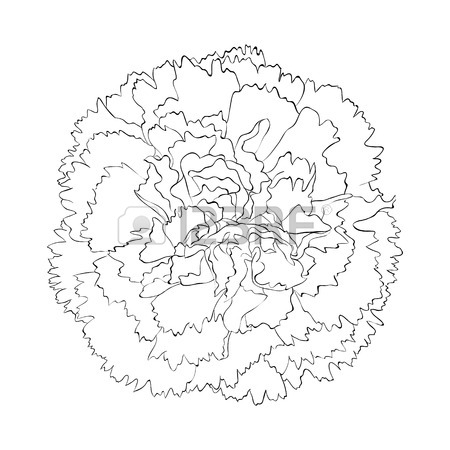 450x450 4,753 Carnation Stock Vector Illustration And Royalty Free