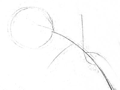 400x302 How To Draw A Peony