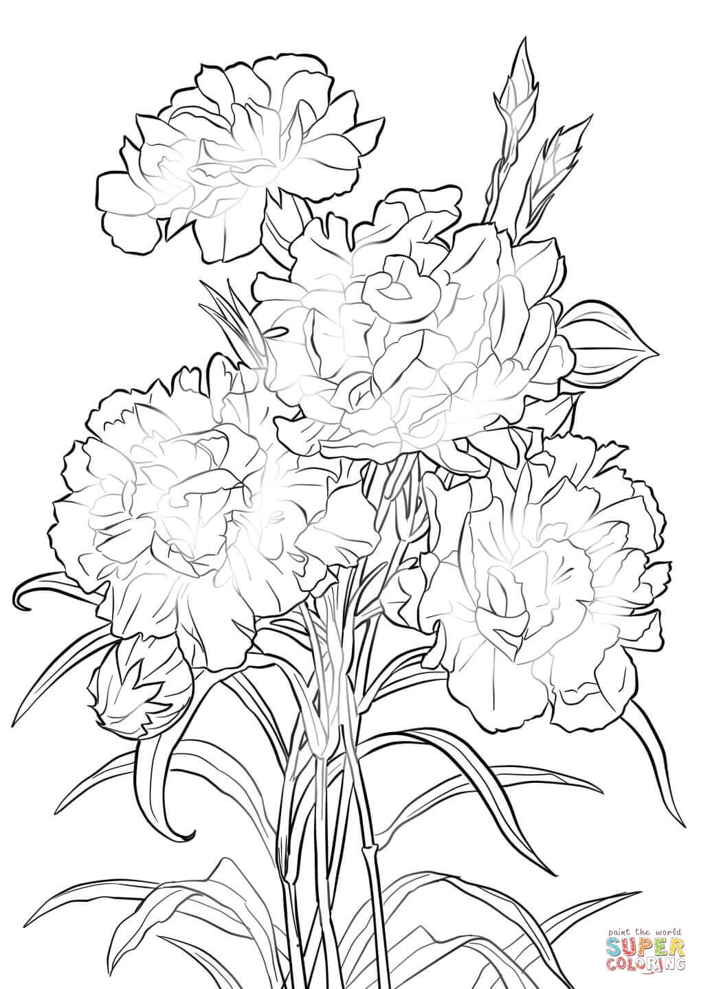 1020x1440 Scarlet Carnation Coloring Page Free Printable Coloring Pages