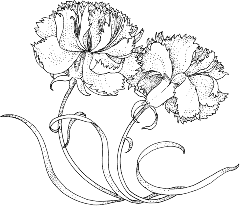 480x412 Two Carnations Coloring Page Free Printable Coloring Pages