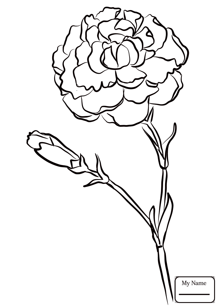 873x1224 Carnation