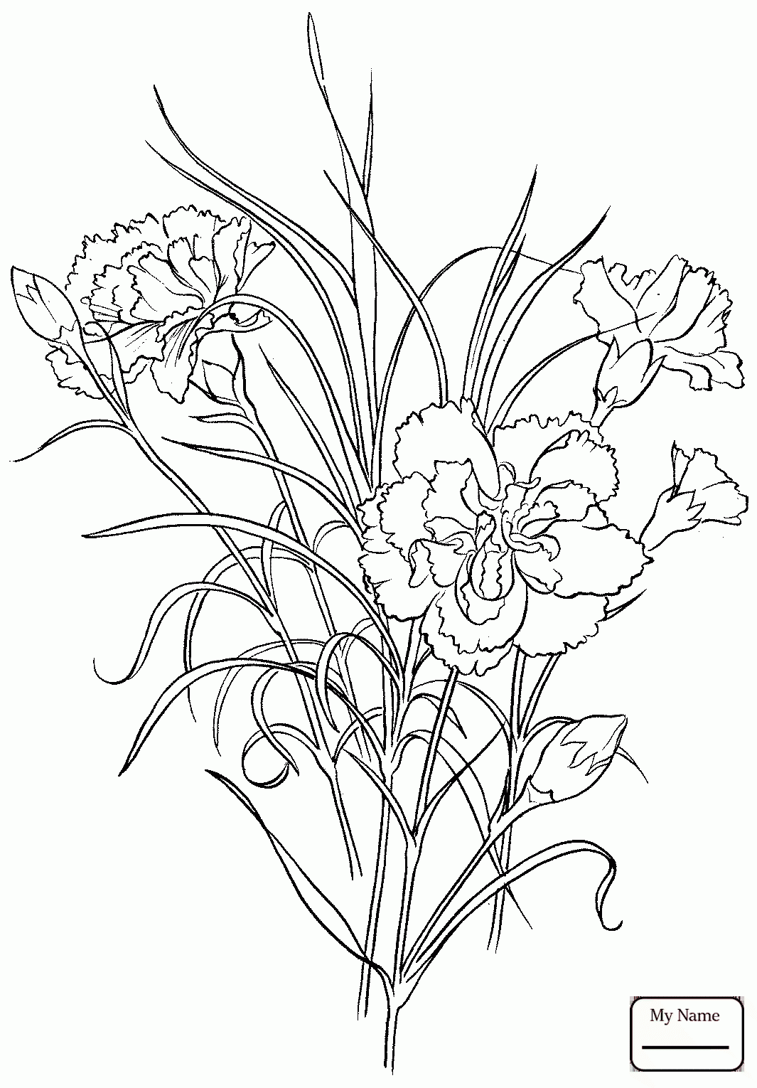 1065x1530 Carnation Dianthus 1 Flowers Coloring Pages For Kids