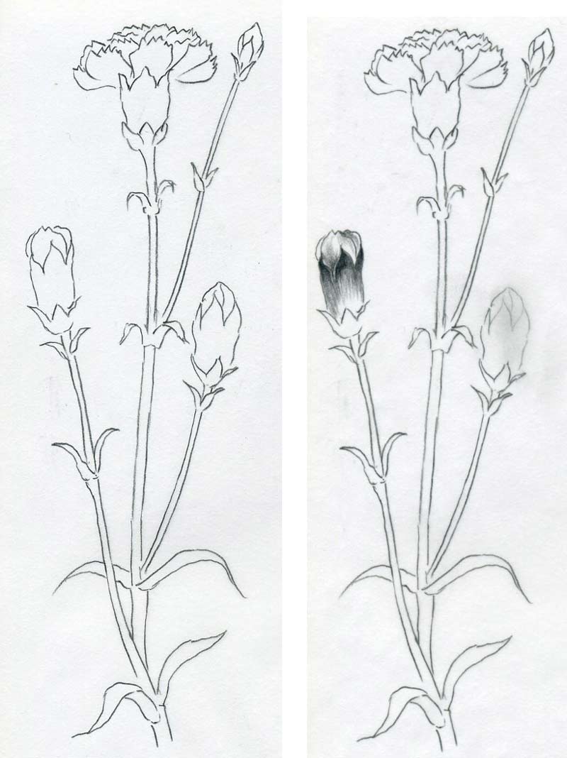 800x1068 To Draw A Carnation With A Pencil Step By Step