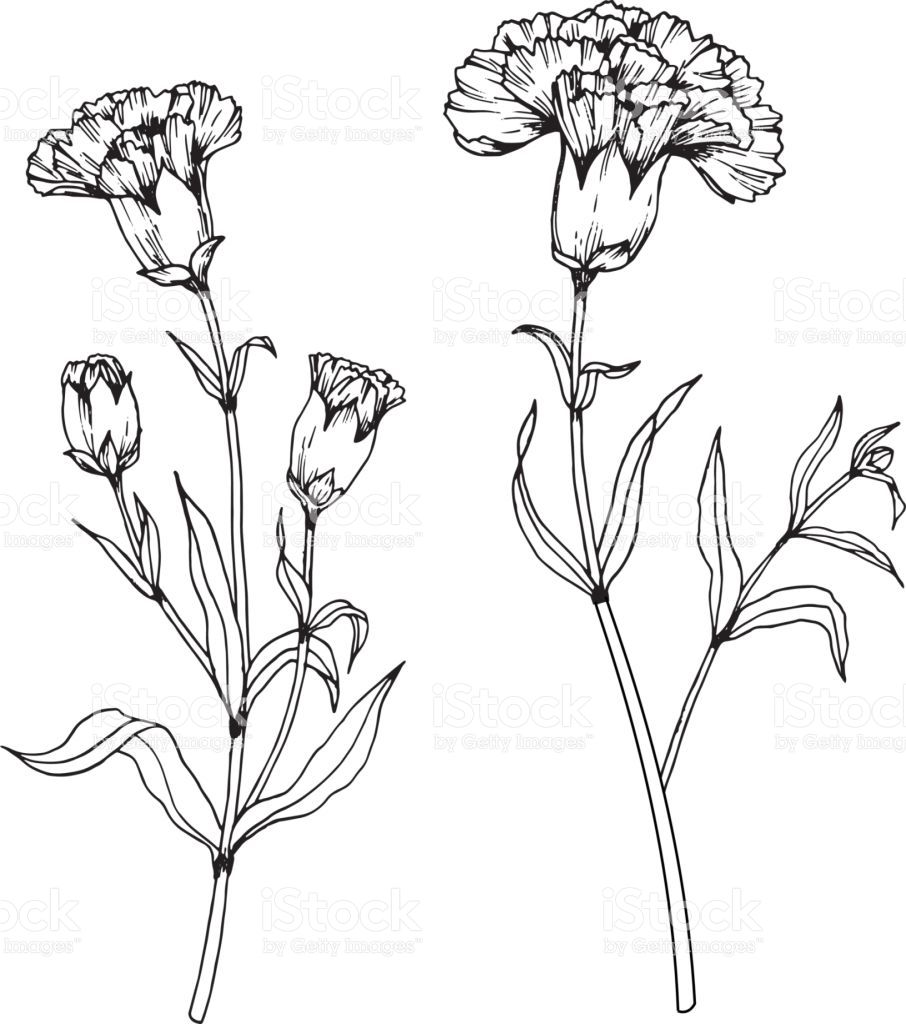 906x1024 Amazing Rosecarnationvalentinebouquet Of Coloring Page Carnation