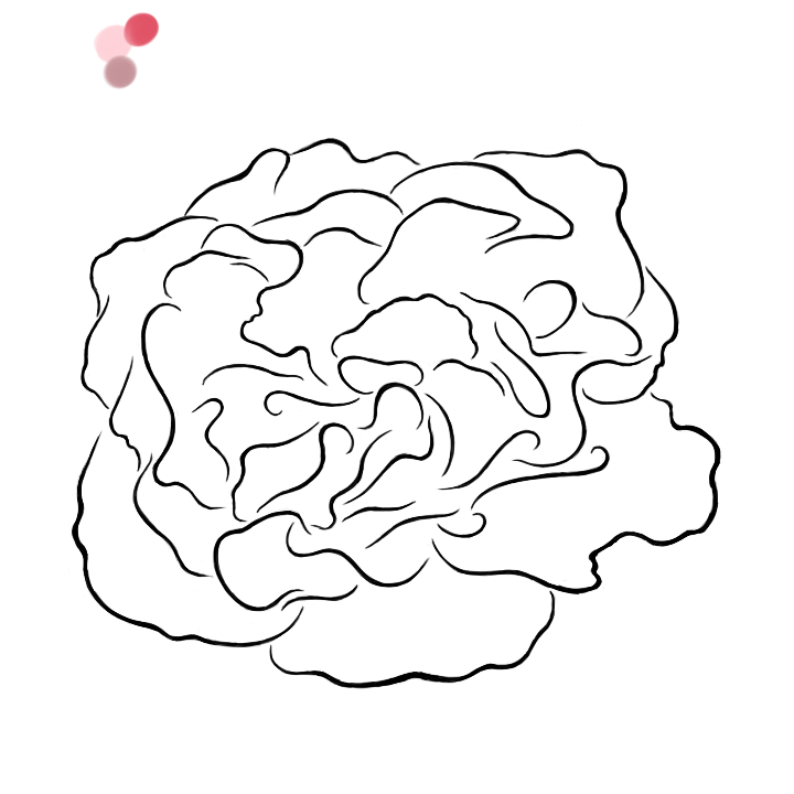 720x720 Carnation Line Art By Kohiisuji