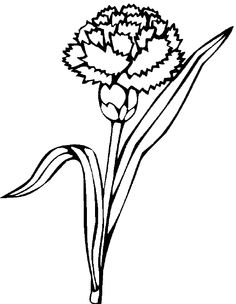 236x304 Carnation Clipart Real Flower