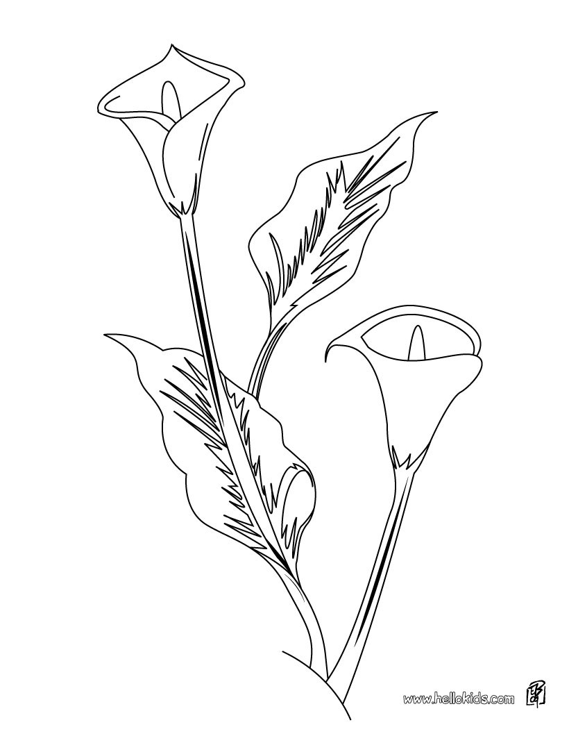 820x1060 Carnation Coloring Pages