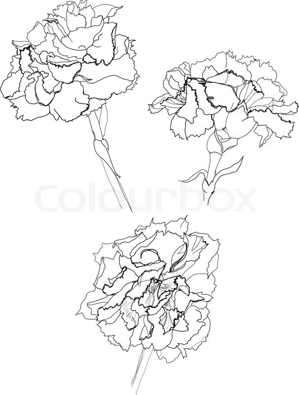 606x800 Carnation Flower Drawing On White Background Stock Vector