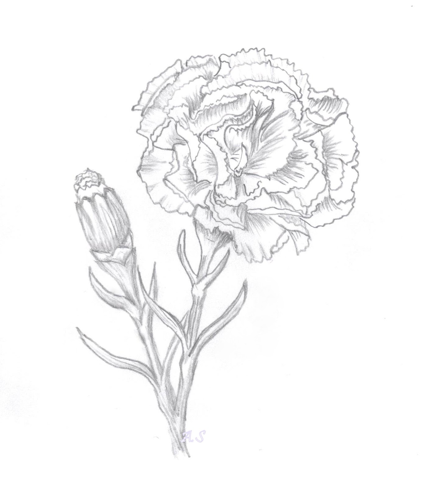 1359x1600 Carnation Flower Sketch Cards Flower Sketches