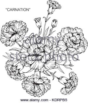 300x351 Carnation Flowers Hand Drawn Design Element In Vintage Style