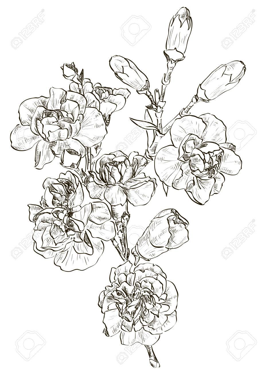 900x1300 Sketch Of Flower Carnation Royalty Free Cliparts, Vectors,