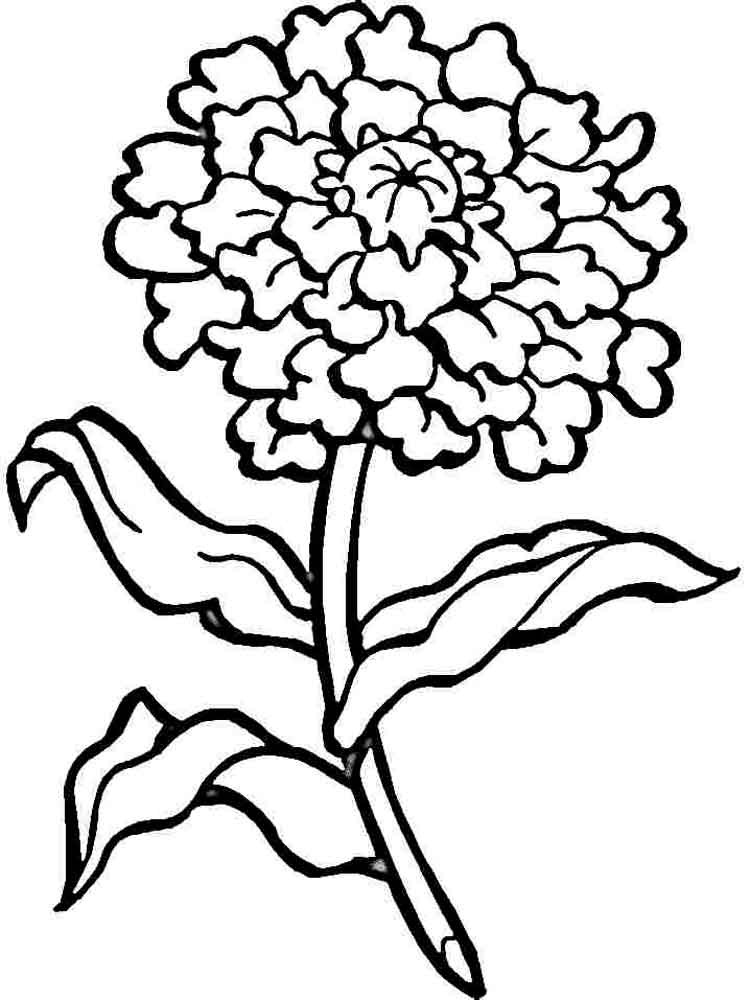 750x1000 Carnation Coloring Page