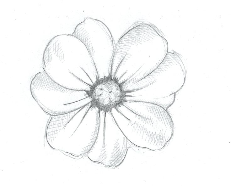 736x591 Drawings Of Flowers Transasia
