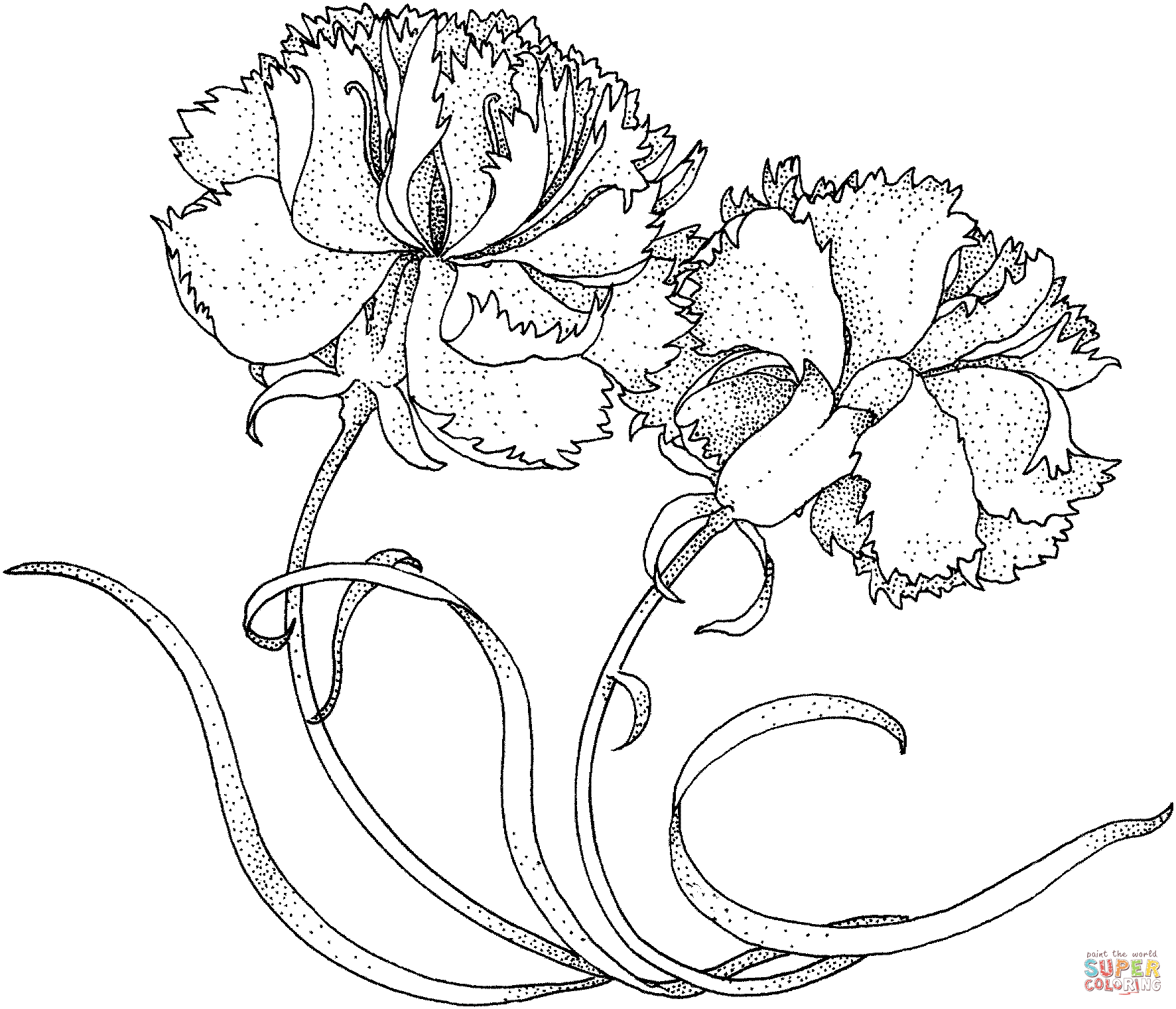 1773x1521 Carnation Flower Coloring Page Free Printable Coloring Pages