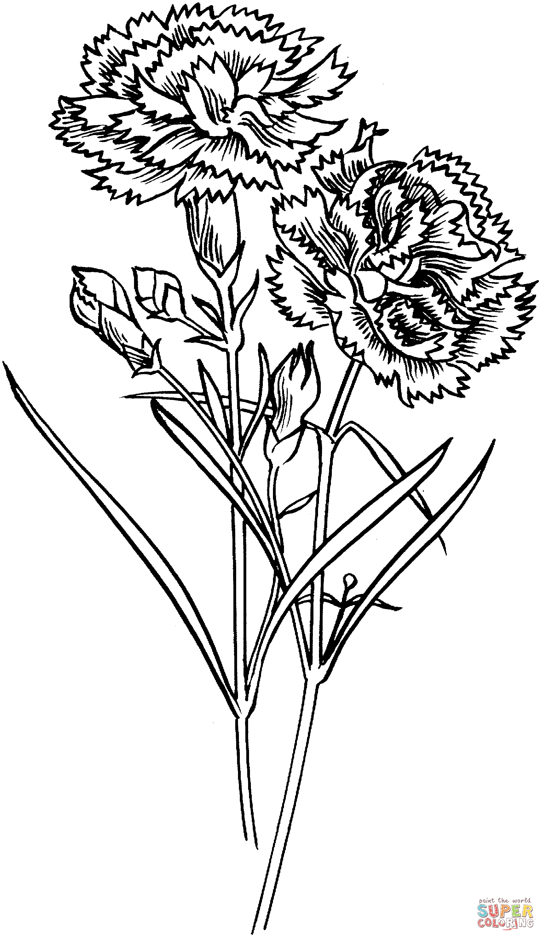 1764x3053 Carnation Flowers Super Coloring Art Carnation