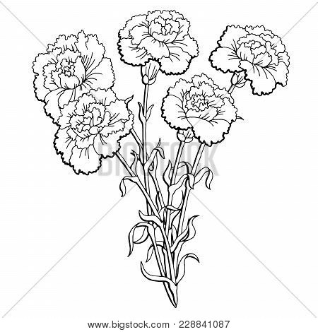 450x470 Carnation Images, Illustrations, Vectors