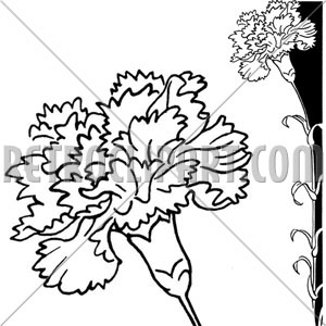 300x300 Carnation Flower Clipart