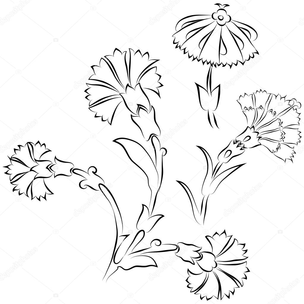 1024x1024 Carnation Stock Vectors, Royalty Free Carnation Illustrations