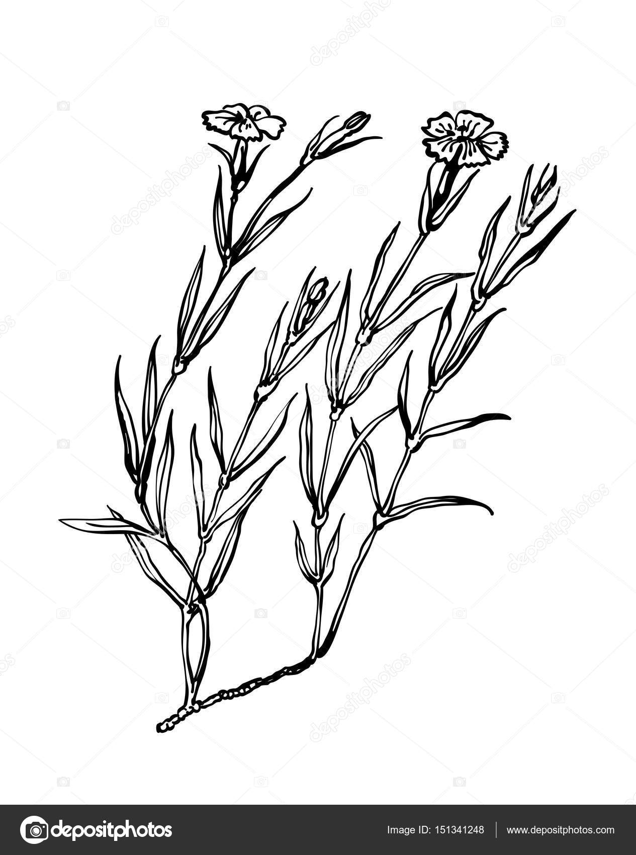 1265x1700 Carnation Vector. Wildflowers Collection In Outline Style