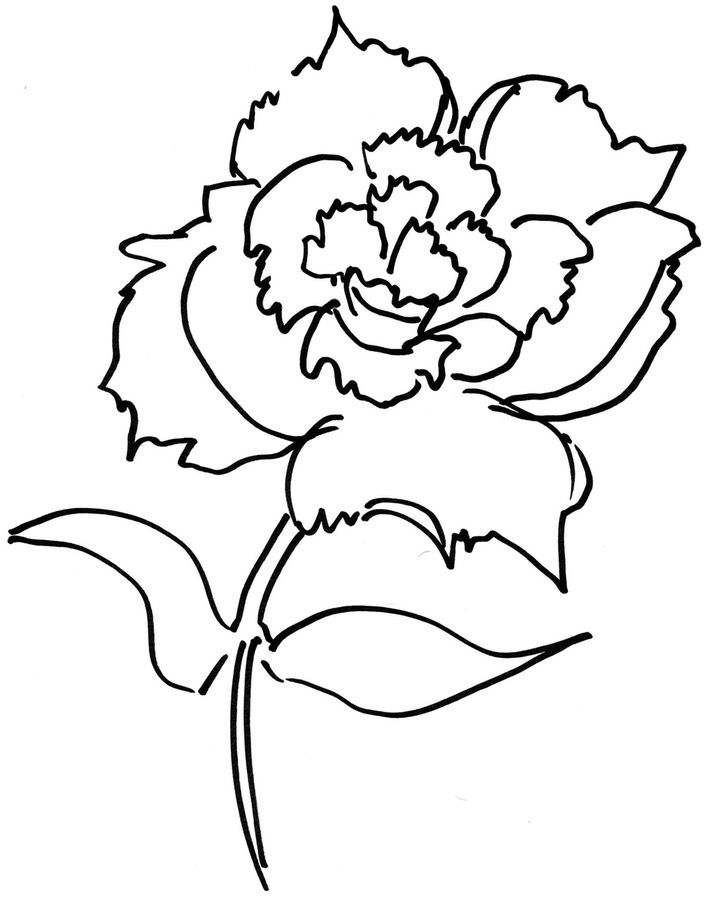709x899 Coloring Pages Carnation, Printable For Kids Amp Adults, Free