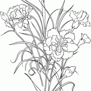 308x308 Beautiful Carnation Coloring Pages For Your Garden