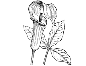 300x232 Drawn Carnation Beginner