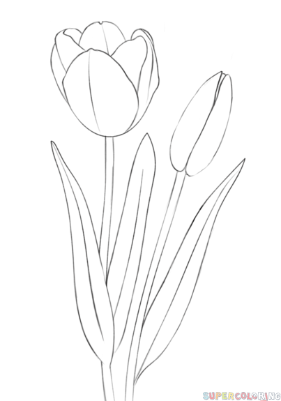 403x575 Drawn Carnation Tulip Bouquet