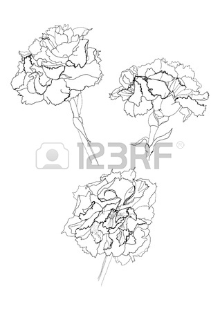 318x450 Hibiscus Flower Pencil Drawing On White Background Royalty Free