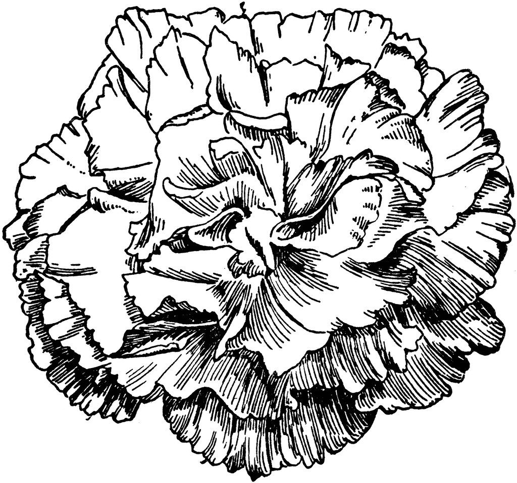 1024x958 How To Draw A Carnation Flower Step 5 Pictures To Pin