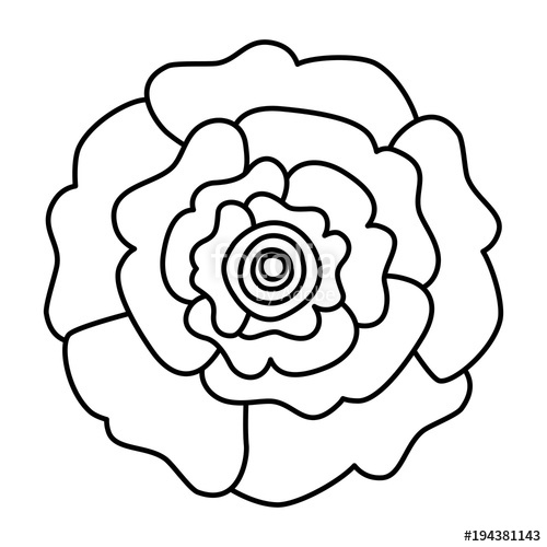 500x500 Decorative Natural Carnation Flower Top View Vector Illustration
