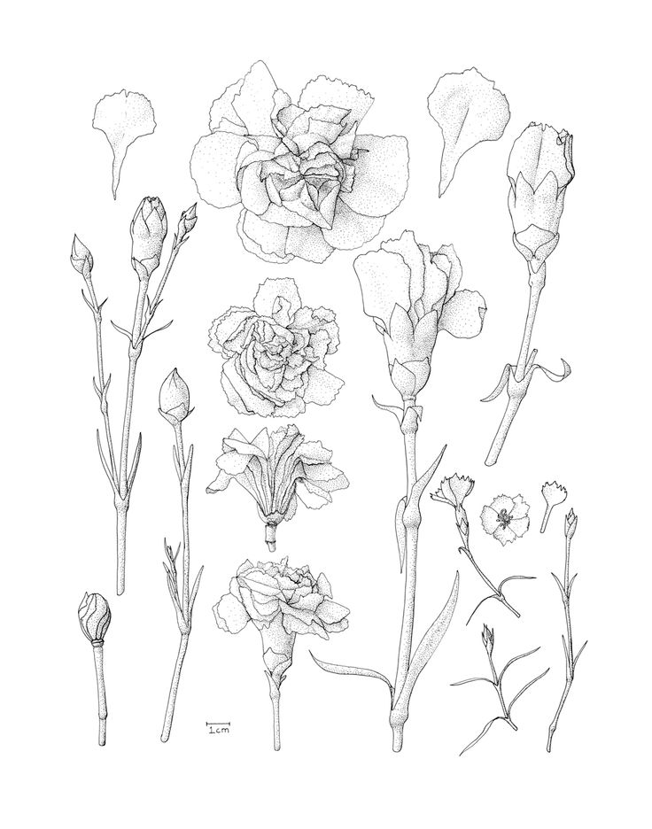 736x936 Carnation Anatomy By On @