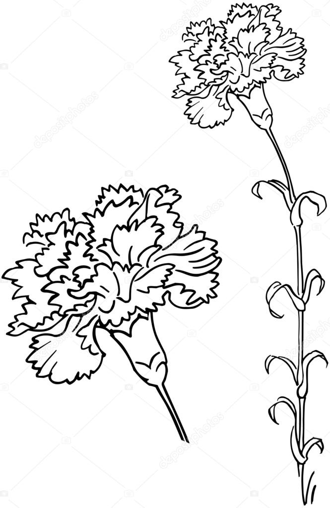 665x1023 Carnation Stock Vector Retroclipart