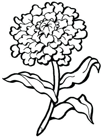 360x480 Cool Flower Coloring Page Print Pages Carnation Free Printable