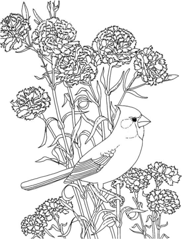 367x480 Red Carnation And Cardinal Ohio State Flower And Brid Coloring