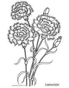 235x299 Carnation Art Inspiration Carnation, Drawings