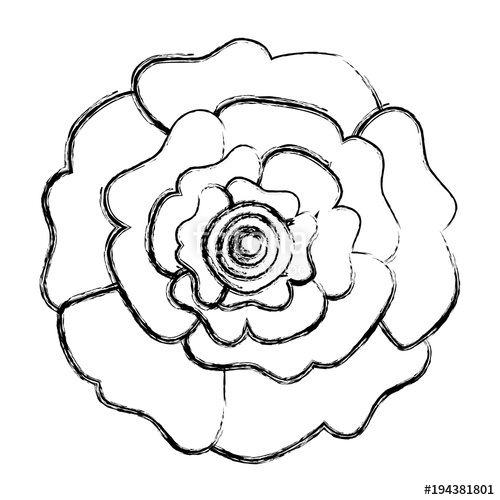 500x500 Decorative Natural Carnation Flower Top View Vector Illustration