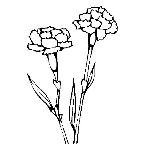 505x470 Carnations Coloring Page