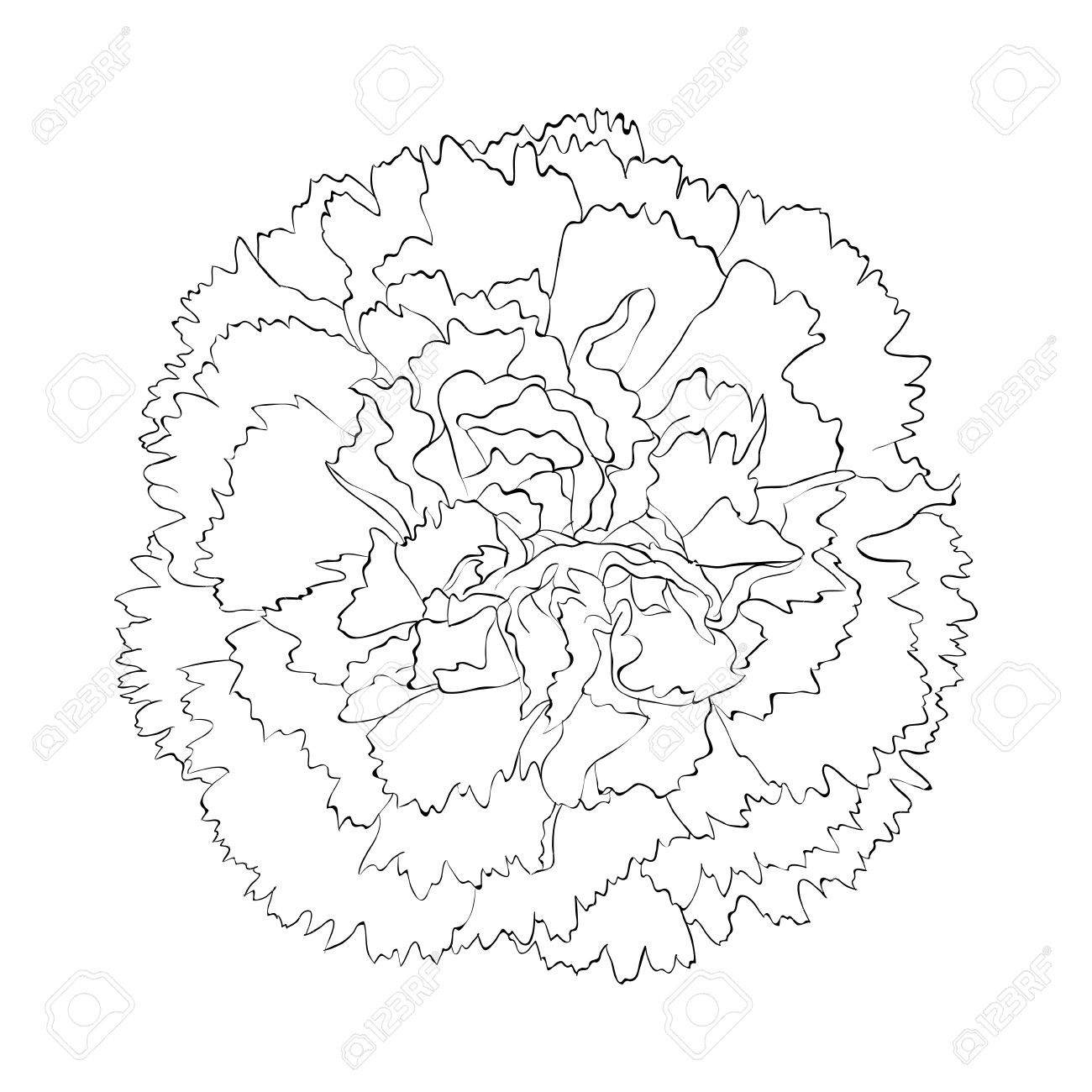 1300x1300 Drawn Carnation Beautiful Flower