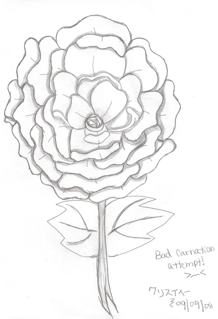 700x1022 Images How To Draw A Carnation
