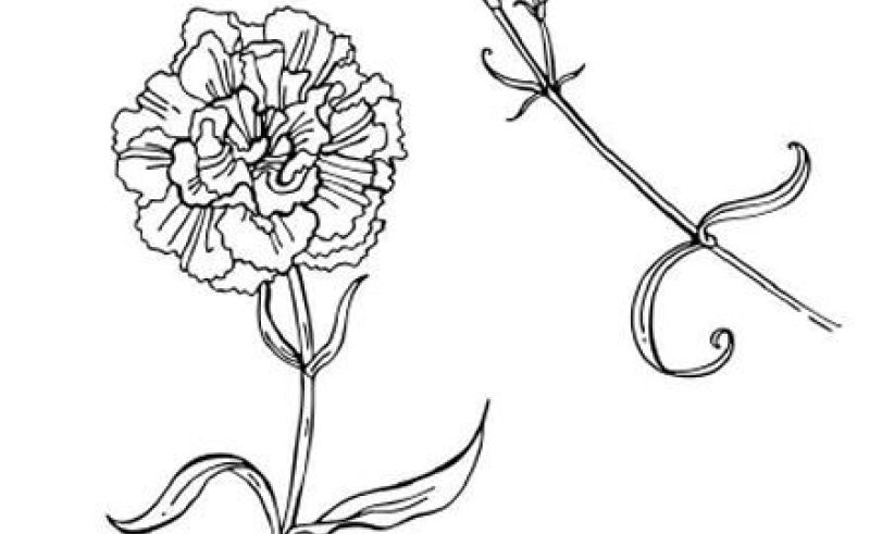 800x491 January Birth Flower Sketch Gardening Flower And Vegetables