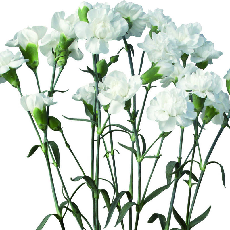 800x800 Washington Floral Service