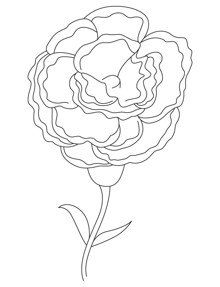 720x936 Downloadable Carnation Coloring Page Laptopezine. Daffodil