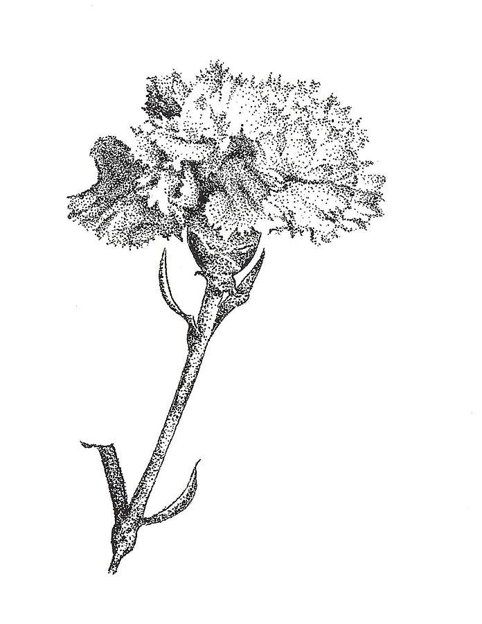 696x900 Carnation Drawing