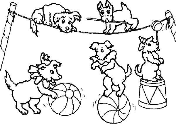 600x423 Dog Circus