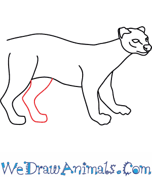 300x350 How To Draw A Fossa