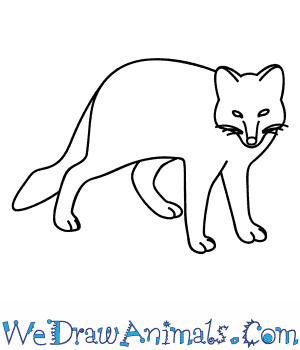 300x350 How To Draw An Arctic Fox