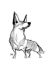 232x300 Australian Cattle Dog Drawings Fine Art America