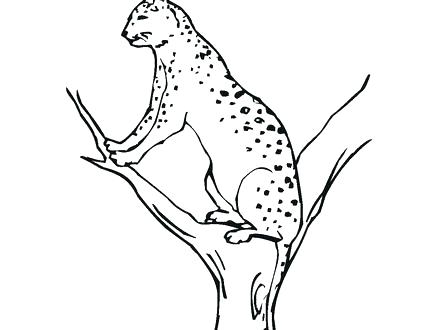 440x330 Panther Coloring Pages Black Panther Coloring Page Carolina