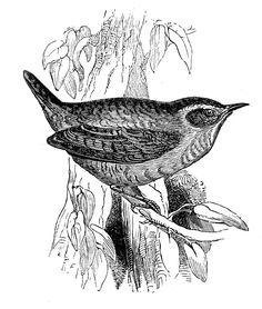 236x278 Carolina Wren. Tattooed Dreams Wren And Tattoo